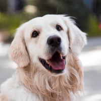 adult golden retriever