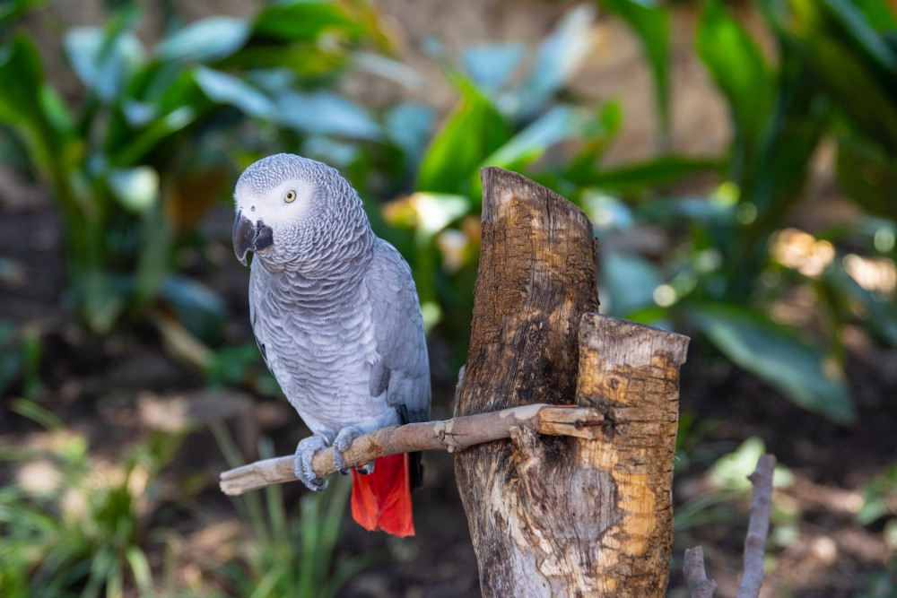 african grey on perch