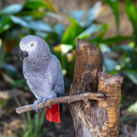 african grey on perch