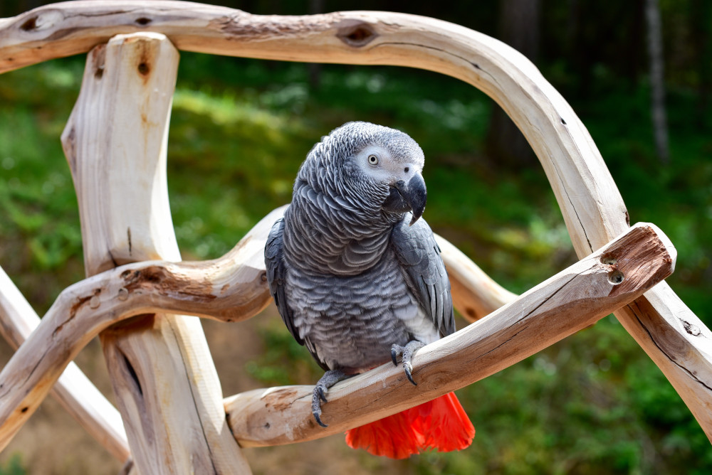 african grey