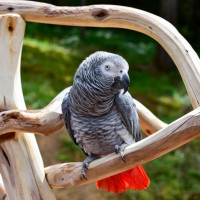african grey