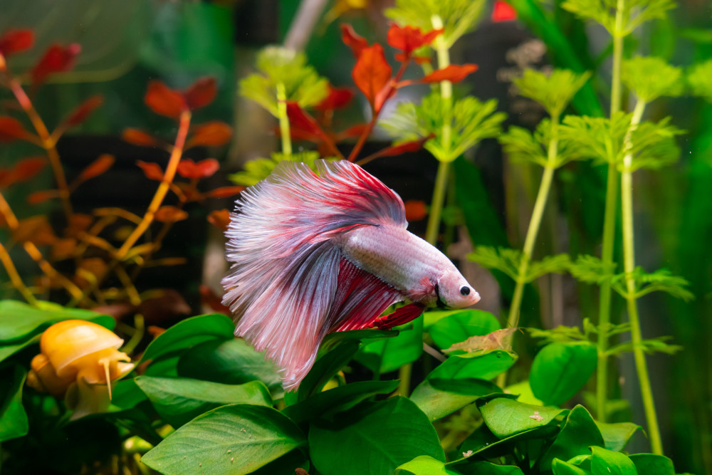 aquarium betta