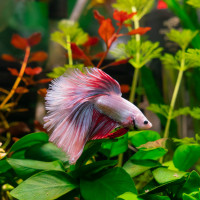 aquarium betta