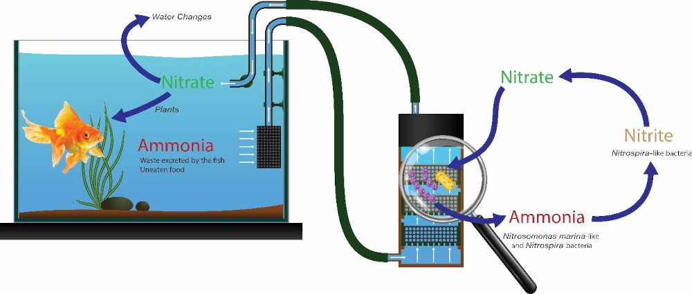 aquarium nitrogen cycle