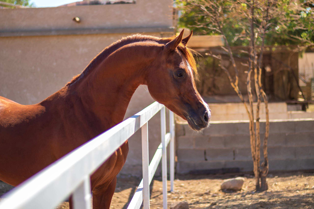 arabian horse