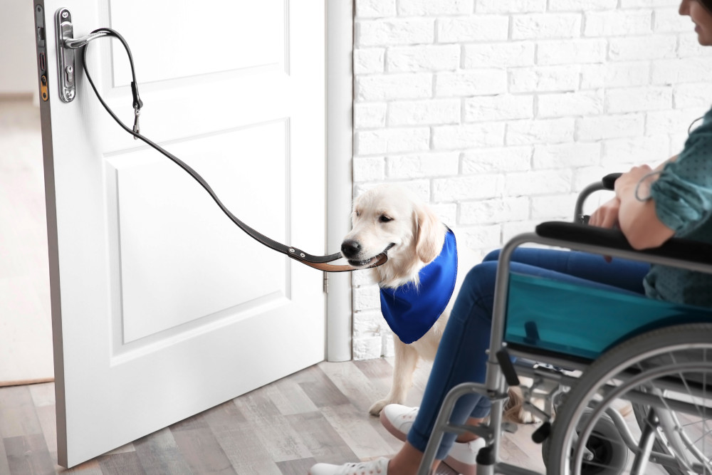 assistance dog opening door