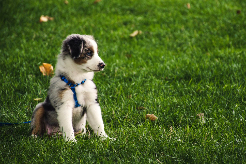 aust shepherd puppy