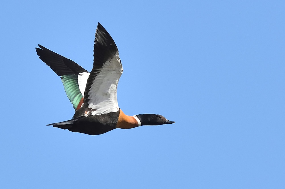 australian shelduck in flight