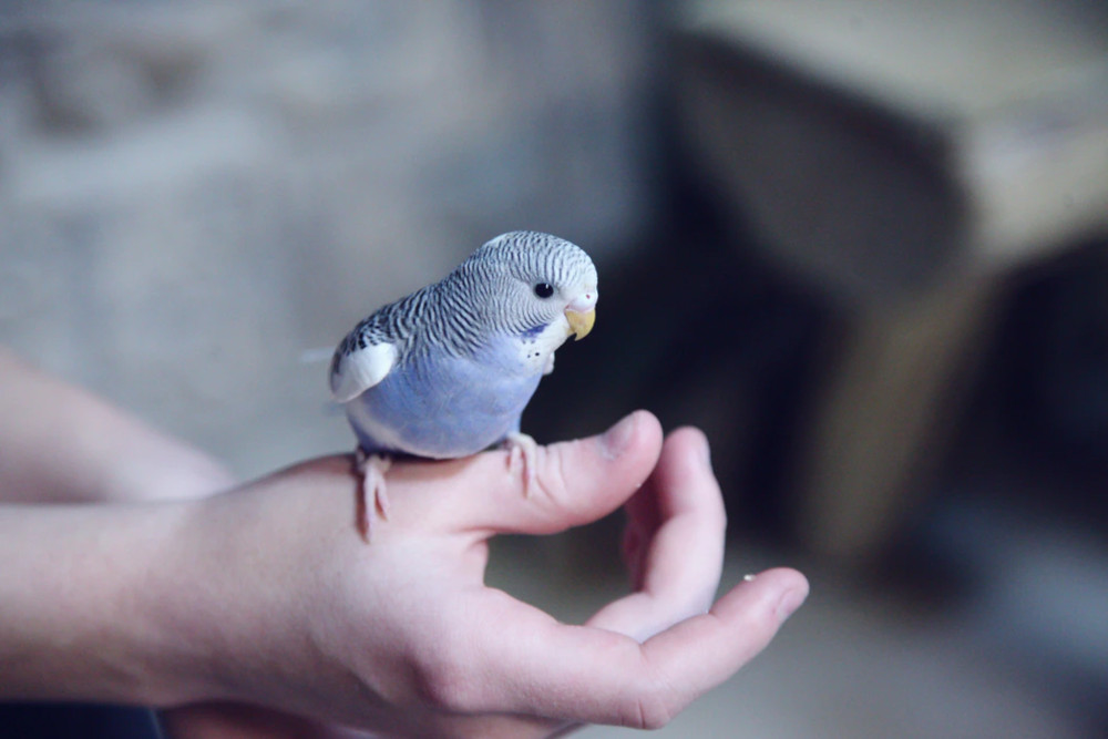 baby budgie on hand