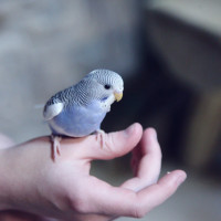 baby budgie on hand