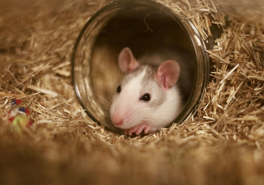 baby rat glass jar