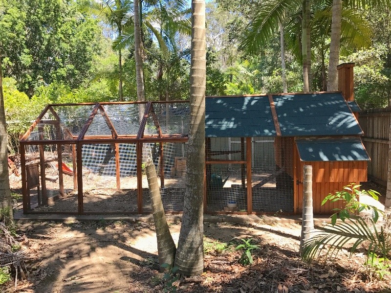 backyard chicken enclosure