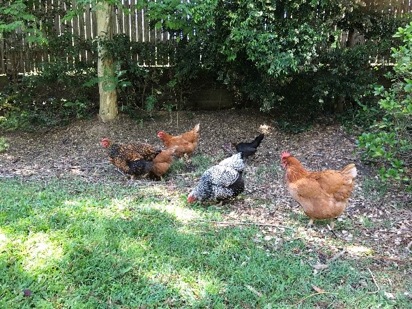 backyard chickens flock