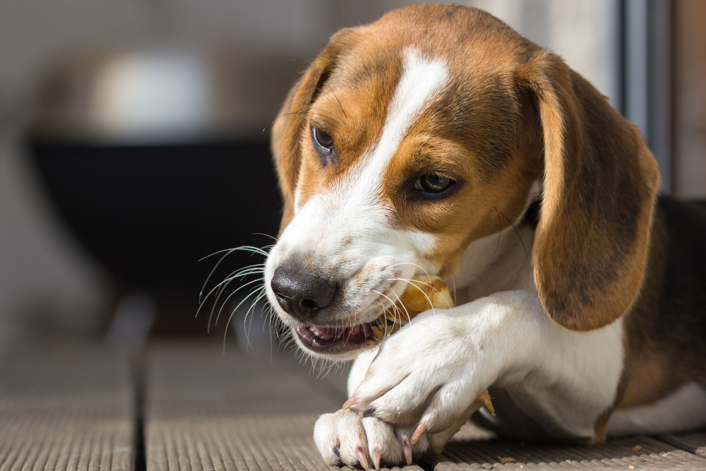 beagle chewing bone