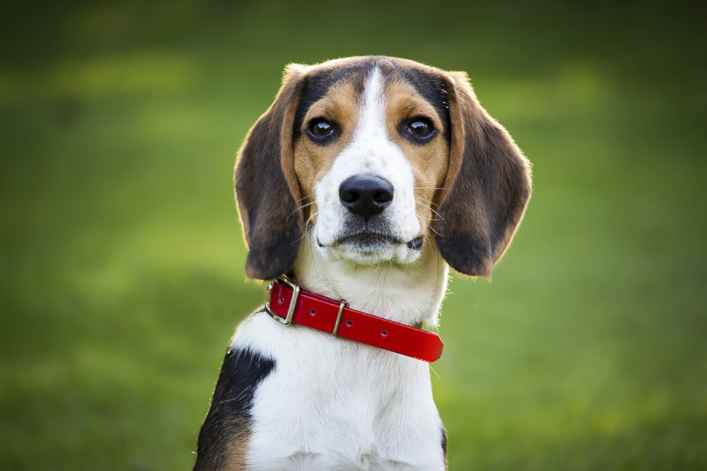 beagle red collar