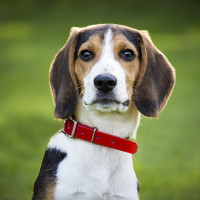 beagle red collar