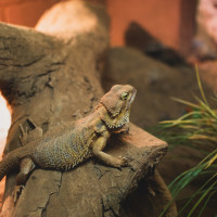bearded dragon log