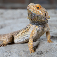 bearded dragon on sand