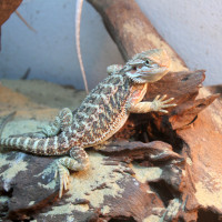 bearded dragon vivarium
