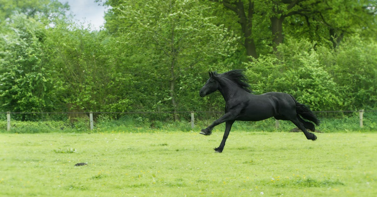 black horse galloping