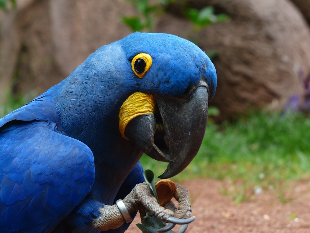 blue macaw