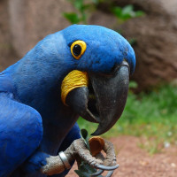 blue macaw