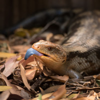 blue tongue lizard leaves