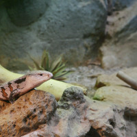 blue tongue skink rocks
