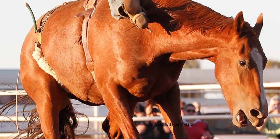 What are the animal welfare issues with rodeos? - RSPCA Knowledgebase