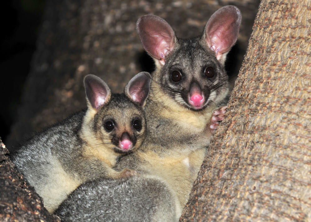 brushtail possums