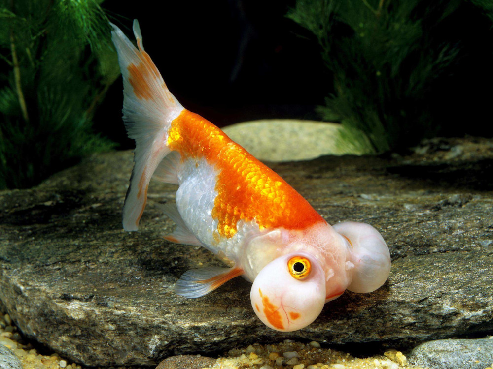 bubble eye fish