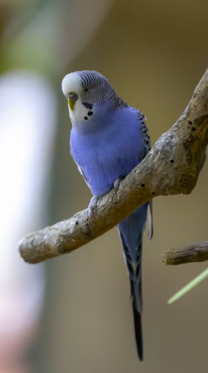 budgie blue perched thin img