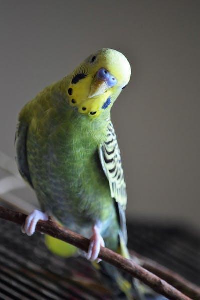 budgie green yellow