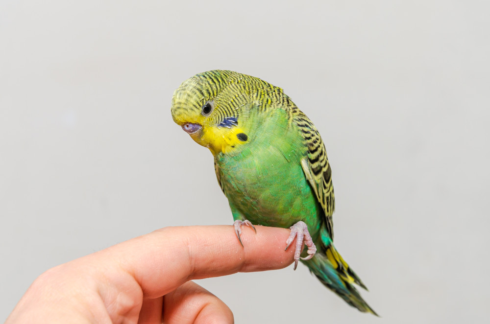 budgie on finger