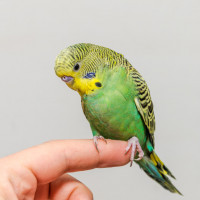 budgie on finger