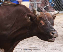 bull riding fear stress