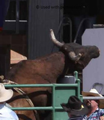 bull riding rearing