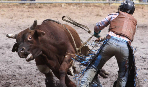 bull riding