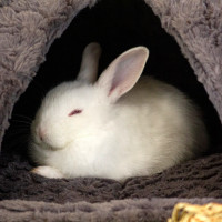 bunny bed