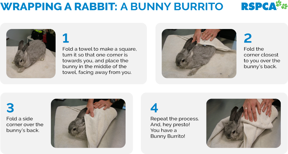bunny burrito infographic