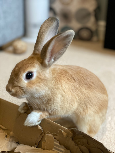 bunny cardboard