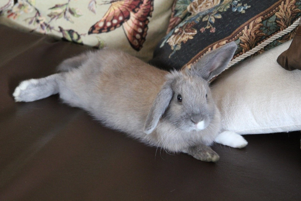 bunny lounging