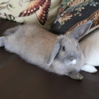 bunny lounging