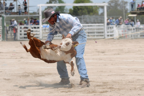 calf roping 2
