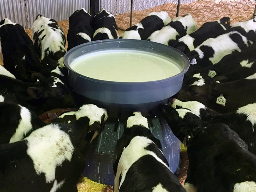 calves drinking milk