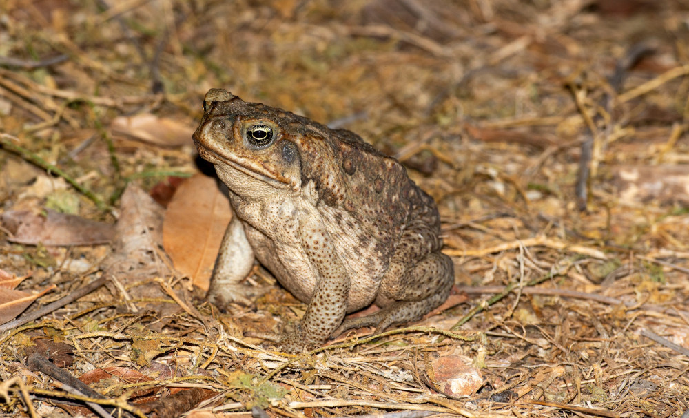 cane toad