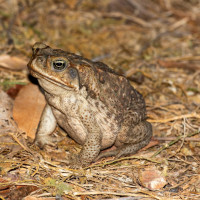cane toad