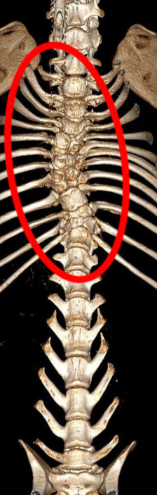 canine spine abnormal corrected
