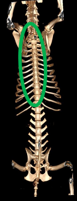 canine spine normal