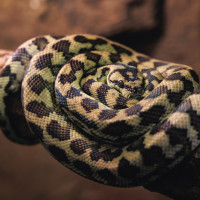 carpet python branch